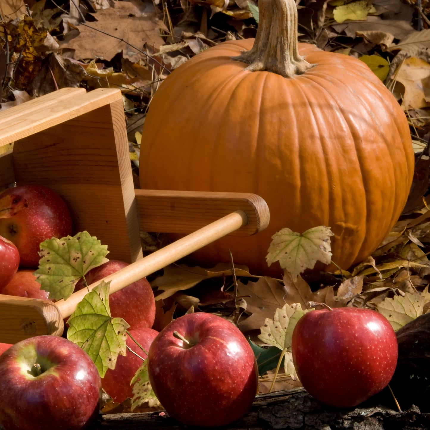 Fall Apples & Pumpkins